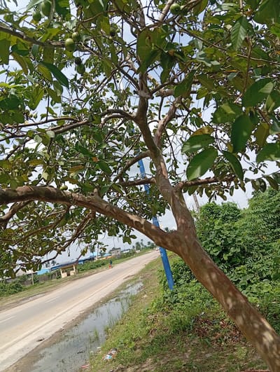 The image shows a guava tree laden with green fruit, leaning over a road in Igrita, Nigeria. The tree has smooth, reddish-brown bark. The road is cracked and partially flooded with water. A blue utility pole stands near the tree. Lush green vegetation lines the roadside. In the distance, there are buildings and a person in the road. Litter is visible along the roadside. The sky is partly cloudy.