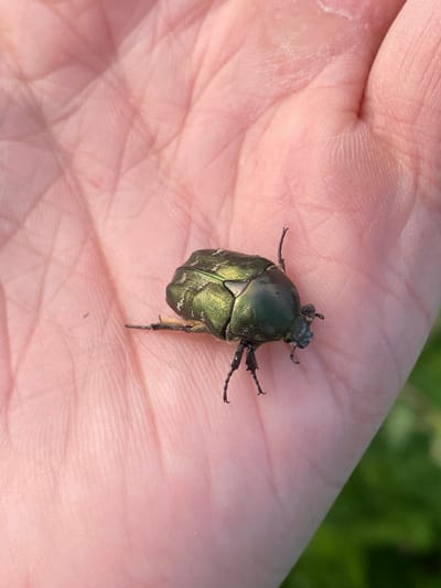 A close-up, eye-level shot shows a metallic green beetle with black legs resting on a pale pink, wrinkled human palm. The beetle, positioned slightly off-center to the right, faces left with its head tilted down. Its body is segmented, and it appears to be resting. The palm occupies the majority of the frame, with visible lines and texture. In the background, slightly out of focus, is green foliage, suggesting an outdoor environment. The image was taken in Gur'evo (Volkovskii S/S), Russia.