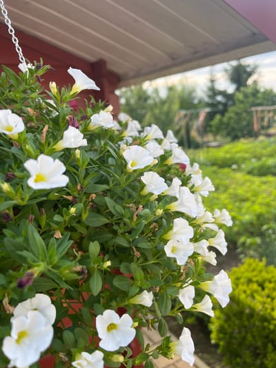 This media file is a close-up, eye-level shot of a planter filled with blooming white petunias. The flowers are abundant, with many individual blossoms in various stages of opening, creating a lush and full appearance. The petals are a pure white, with some exhibiting a subtle yellow or greenish hue at their throats. The green foliage of the petunia plants forms a dense backdrop for the white flowers.

In the background, out of focus, are elements that suggest an outdoor setting, possibly a garden or patio. To the left, a portion of a structure with horizontal wooden siding and a reddish-brown trim is visible, indicating a building or a fence. A silver chain, likely part of a hanging planter mechanism, is also visible in the lower left corner. The background beyond the plants is a blur of green, suggesting trees or other vegetation, and a bright, overcast sky. The overall lighting suggests it is daytime, likely overcast given the diffused light.

The scene appears to be peaceful and natural, with the focus entirely on the beauty of the blooming flowers. There are no people visible in the image. The location context of Neustadt, Germany, provides a geographical anchor, but no specific landmarks are identifiable within the image itself. The focus on the flowers implies a spring or summer season. No text is visible in the media file.