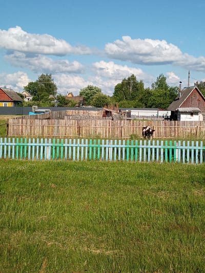 A wide shot captures a rustic scene in a rural area, likely in the vicinity of Гарбавіцкі сельскі Савет, Belarus. In the foreground, a vibrant green lawn stretches across the frame, transitioning into a colorful, picket fence painted with alternating stripes of light blue and green. Beyond this fence, a rougher, wooden fence encloses a yard. Inside this enclosure, a black and white cow stands near the center, facing left. Various wooden structures and a partial view of a white building with a red roof are visible behind the cow. The background is a dense line of green trees beneath a bright blue sky dotted with fluffy white clouds. The overall impression is one of a simple, rural dwelling on a sunny day.