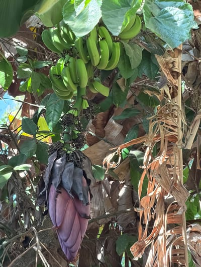 This image shows a close-up of a banana plant in Kfar Monash, Israel. The plant features a cluster of green, unripe bananas hanging from the stalk, along with a large, unopened banana flower in a deep pinkish-purple hue. The surrounding foliage is lush and green, interspersed with dried, brown banana leaves that are characteristic of the plant. The scene is set outdoors, suggesting a tropical or subtropical climate. The image captures the natural growth and produce of the banana plant.