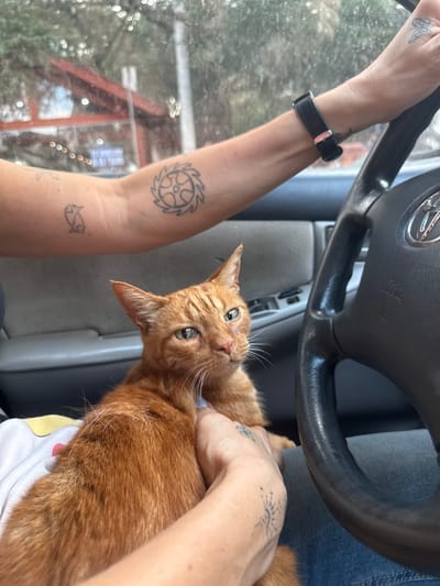 A human is driving a Toyota vehicle, holding an orange cat in their lap. The human's left arm, visible from the elbow down, has multiple tattoos, including a wheel-like symbol and two small fish. A black watch is visible on the wrist. The interior of the car is gray. Through the windshield, a blurry view of the outside environment is visible, suggesting a location within Villa General Belgrano, Argentina, although specific landmarks are obscured. The interaction is the human holding the cat while driving.