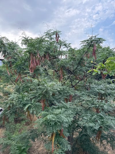 The image shows a large tree with green, feathery leaves and numerous long, reddish-brown seed pods hanging from its branches. The pods are elongated and somewhat curved. The tree is dense and appears to be growing outdoors. The background consists of dry, brown grass and a cloudy sky. Part of a white structure is visible on the far left edge of the frame. There are no people or animals present. This image was captured in Burlavay, Russia.