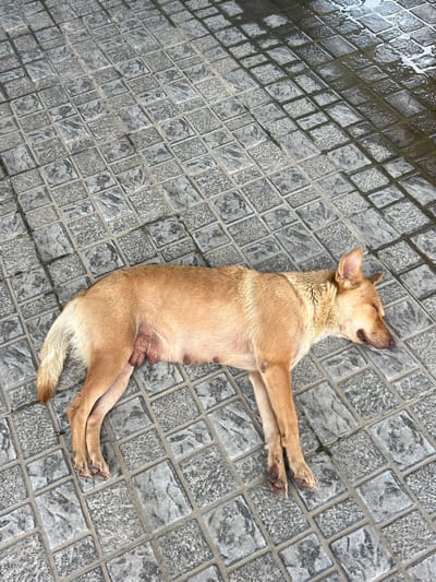 A light brown dog is lying on its side on a wet, patterned stone tile ground. The dog's eyes are closed, and its mouth is slightly open. Its tail is straight, and its legs are extended. The ground is a mosaic of square and rectangular tiles, some of which are wet and reflective. In the background, the ground continues in a similar pattern, with some areas appearing darker due to moisture. The scene is outdoors, as suggested by the wet ground, which implies it may have recently rained. The location appears to be an outdoor paved area, possibly a pathway or courtyard, in Ban Thung Aok, Thailand.