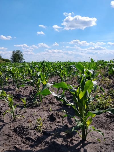 This image depicts a field of young corn plants under a bright blue sky with scattered white clouds. The corn stalks are green and relatively short, indicating they are in an early stage of growth. They are planted in dark soil, with some dry, withered vegetation visible among the rows. In the background, a solitary tree stands against the horizon, and beyond that, a line of trees suggests the edge of the field or a distant forest. The perspective is low, looking up at the sky and across the rows of corn. The scene is likely a rural agricultural setting.