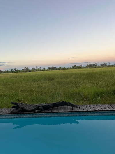 The image shows a rural scene in Khwai, Botswana, near a man-made structure. In the foreground, a dark-colored, wooden-carved crocodile rests on a wooden deck adjacent to a blue swimming pool. The pool reflects the crocodile's shape. Beyond the deck and pool, there's a vast expanse of tall green grass and a line of trees, extending into a fading sunset horizon with colors of blue, orange, and yellow. The sky occupies a significant portion of the image, displaying a gradient of colors.