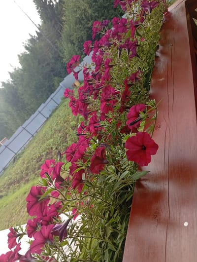 In the village of Varankiny, Russia, a close-up, downward-angled shot captures a vibrant display of dark pink petunias cascading from a wooden planter box. The rich, velvety petals contrast with the weathered, reddish-brown wood of the planter's edge, which occupies the right side of the frame. Green foliage and stems intermingle with the blossoms, creating a lush, overflowing effect.

In the background, a gray metal fence runs diagonally across a gently sloping green grassy area. Beyond the fence, a dense line of dark green trees forms the horizon under an overcast sky. The lighting is diffused, suggesting an outdoor setting, possibly during a cloudy day or early morning. No people are visible in the scene. The image is sharply focused on the flowers and the planter, with the background slightly blurred.