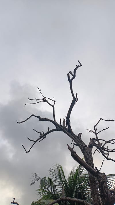 A dead tree with bare branches is silhouetted against a cloudy sky. The tree is large and appears to be old, with a thick trunk and many branches. The branches are twisted and gnarled, and some of them are broken. The sky is overcast, and the clouds are dark and heavy. There are some palm fronds visible in the lower right corner of the image. The image is taken from a low angle, looking up at the tree. The scene is likely in Palohlada, Indonesia, where such trees and vegetation are common in the tropical climate.