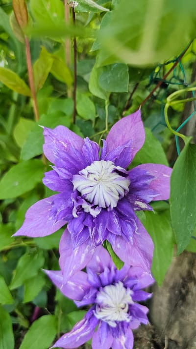 A close-up, vertical, eye-level shot captures a vibrant purple clematis flower in full bloom, its petals delicately tinged with white streaks. The flower's center is a dense cluster of white stamens, creating a striking contrast with the surrounding purple. Behind the bloom, lush green foliage creates a soft, blurred background, with hints of a green net fence and a rough wooden surface on the right side of the frame. The image appears to be taken outdoors in a garden setting, possibly in Cheonan-si, South Korea, given the mention of the city. There are no people or animals present in the image.