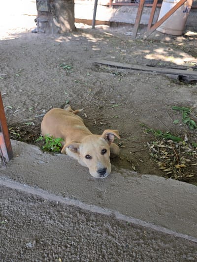 A light brown dog is lying down on dirt next to a concrete barrier in an outdoor setting. The dog's head is resting on the concrete, and it is looking directly at the camera with a relaxed expression. Green plants are growing near the dog. The background is out of focus but appears to be a yard or an industrial area, with some wooden structures and a large metal drum visible. The lighting suggests it is daytime.