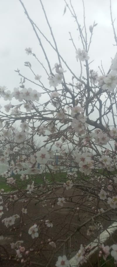 A tree, possibly almond or cherry, is heavily laden with white blossoms. The branches are bare, stark against the overcast sky. In the background, a sign or building is partially obscured by the trees and the dense fog. The ground is visible in the foreground, suggesting a field or roadside. The overall mood is serene and slightly somber due to the misty atmosphere.