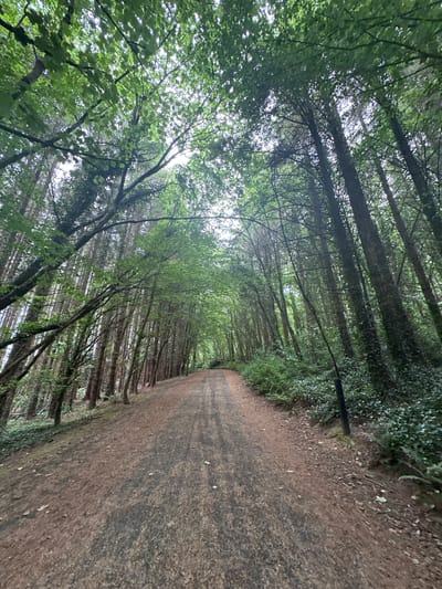 The image depicts a woodland path in Castlecomer, Ireland. The path is unpaved and appears to be made of gravel and dirt, with some fallen leaves scattered on its surface. It winds through a dense forest characterized by tall trees with lush green foliage. The trees on either side of the path create a natural canopy, with sunlight filtering through the leaves. The undergrowth consists of ferns and other green vegetation. There are no people visible in the image. The overall environment suggests a natural, secluded setting within a forested area.