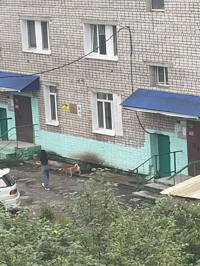 The image depicts a scene outside a brick apartment building in Skovorodino, Russia. A young woman with long dark hair, wearing a dark top and blue jeans, stands on a paved area near the building entrance. She is holding a yellow object in her right hand. A small, light-brown dog with a fluffy tail is near the woman, facing away from her. The building has light-colored brickwork with a turquoise-painted lower section and blue awnings over doorways. Several windows are visible on the building's facade. In the foreground, lush green foliage obscures part of the lower half of the image. To the left, the rear of a white car is visible. The overall impression is a mundane, outdoor scene in a residential area.