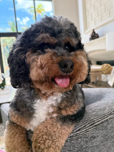 A close-up, eye-level shot shows a multi-colored poodle mix dog with curly fur, panting with its tongue out, sitting on a grey striped cushion. The dog has black, grey, and tan fur, with a white chest patch. Its eyes are dark and its nose is black. In the background, a large window with multiple panes reveals a bright blue sky with clouds and palm trees, suggesting a warm, sunny day. To the right of the window, a portion of a white fireplace mantle is visible, adorned with a small, dark figurine. The overall environment appears to be an indoor living space, likely a home, in Pinecrest, United States of America.