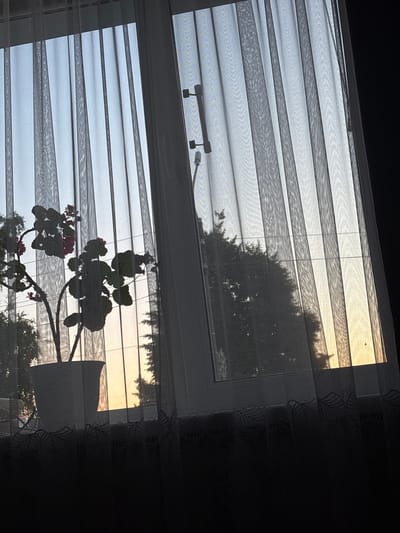 The image shows a view through a window with sheer white curtains, partially obscuring an outdoor scene at dusk. A potted plant with dark leaves and pink flowers is silhouetted against the window. Outside, trees are visible, and the sky displays a gradient of pale blue and soft yellow, indicating sunset. The window frame is white, and a heating radiator with a patterned fabric cover is visible at the bottom of the frame. The scene appears to be an interior of a residential building in Alexeyevskoye, Russia.