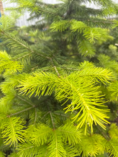 The image is a close-up, vertical shot of bright green pine needles on a tree. The needles are sharp and pointed, and some are catching the light, making them appear almost fluorescent. The background is a blur of darker green pine needles, suggesting a dense evergreen environment. There is a faint suggestion of a white fence-like structure in the upper left corner of the image, which could indicate a boundary or an artificial element within the natural setting. The scene is static, with no people or animals visible, and no actions taking place. The overall impression is one of natural beauty and vibrancy, with a focus on the texture and color of the pine needles. There is no information provided within the image to suggest a specific location within Чуй-Атасево, Russia.