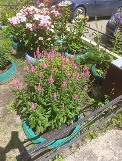 The image depicts a garden setting in Novoanninskiy, Russia, on a sunny day. The foreground features a cluster of bright pink flowers with slender spikes, likely Veronica, planted in a repurposed turquoise-painted tire. Behind them, a bush with numerous delicate pink and white blossoms, possibly roses, is also contained within a similar tire planter. The garden is situated on a paved area with patches of grass and dirt. A dark metal railing runs across the lower part of the frame, partially obscuring the plants and the ground. In the background, a dark blue car is visible parked on a street, with a portion of its license plate visible, which reads "K 05". Further back, more greenery and foliage are present, including some taller purple flowers and wilting yellow flowers. The lighting suggests it is daytime, and the overall impression is one of a residential or public outdoor space adorned with flowers. There are no people visible in the image.
