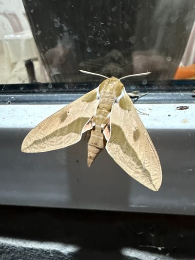 A hawk moth rests on a vertical surface, likely a window frame or building exterior. The moth is a light brown color with darker brown markings on its wings, which are held open in a typical resting position. Its body is segmented and also shades of brown. The moth has prominent antennae extending forward.
The background is a mix of dark and light tones, with reflections on a glass surface to the left. The vertical surface the moth is on appears to be a light gray or white material. To the right, there's a darker, textured surface.
The lighting suggests it could be daytime, with some shadows indicating the direction of light. There are no people visible, and no specific activity is taking place other than the moth resting. The scene is static. No text is visible in the image. The location context of Serebryakovka, Russia, does not provide specific visual cues within the image itself.