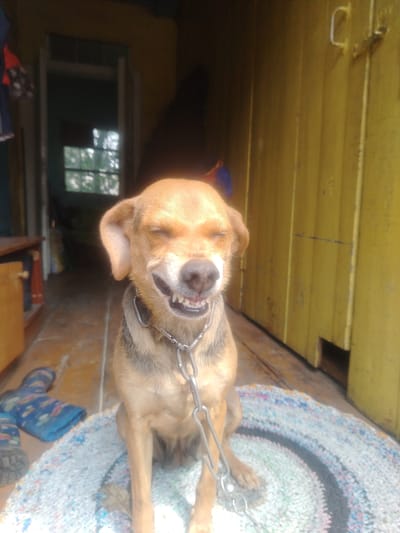 A medium shot captures a small, tan-colored dog with its eyes squinted shut and its mouth open in a wide grin, revealing its teeth and tongue. The dog is wearing a metal chain collar and is positioned in the foreground, seated on a circular, multi-colored rug. Behind the dog, a wooden porch extends, with a doorway visible in the background that leads to a room with a window. To the left of the doorway, a wooden table or shelf unit is present, holding some indistinct items. Blue boots with a playful pattern are placed on the porch to the left of the rug. The background features a bright yellow wooden wall. The overall setting appears to be outdoors, possibly in a rural or semi-rural environment. The specific location within Парыцкі сельскі Савет, Belarus is a residential outdoor space.