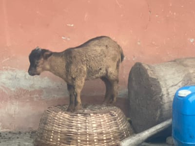 The image, taken in Aiyegunle, Nigeria, shows a young goat standing on its hind legs, reaching up towards a woven basket that is suspended above it. The goat's front legs are extended towards the basket, and its head is tilted upwards as if trying to reach something within or on top of it. The goat is a light brown color with some darker markings.

The setting appears to be outdoors, with a reddish-pink wall or ground visible in the foreground and background. To the left of the goat, a large blue plastic container is partially visible, along with a rough, textured surface that could be a tree trunk or large rock. The basket is made of tightly woven reeds or straw and is supported by some unseen structure.

The image is taken from a low angle, emphasizing the goat's effort to reach the basket. The lighting suggests it is daytime, but there are no specific cues about the time of day or weather conditions, other than the general brightness. The scene appears to be a rural or semi-rural environment, possibly a farm or backyard. No people are visible in the frame. The image quality is somewhat grainy, suggesting it was taken with a mobile phone camera. There is no visible text in the image.