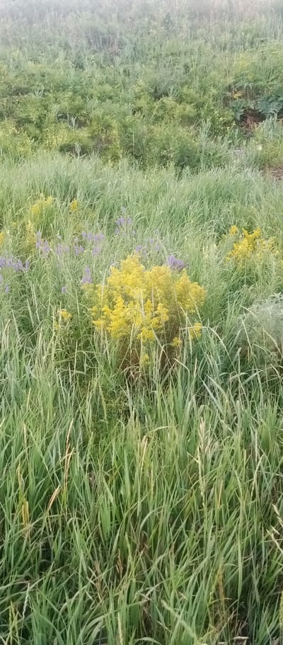 The image shows a field of tall green grass with scattered purple and yellow wildflowers. The scene is outdoors, and the lighting suggests it is either early morning or late afternoon, with a soft, diffused light. The grass is dominant, creating a dense texture throughout the frame. In the mid-ground, a prominent clump of bright yellow flowers stands out, surrounded by a scattering of smaller purple flowers. The background consists of more grass and vegetation, with some indistinct shapes that could be trees or other plants. The overall impression is one of a natural, wild landscape. There are no people or man-made objects visible in the image.