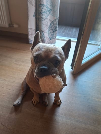 A fawn-colored French bulldog is sitting on a hardwood floor, holding a light-colored, textured toy in its mouth. The dog has large, erect ears and a flat snout. Its paws are visible in the foreground, with dark nails. Behind the dog, a portion of a white radiator is visible on the left. A curtain with a repeating leaf pattern in teal and gray hangs on the right, partially obscuring a glass door with a wooden frame. The overall lighting suggests an indoor environment, possibly a home. There is no indication of the location being in Münster, Austria.
