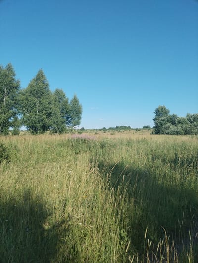 A sunny, clear blue sky dominates the upper half of the image, with a slight haze or cloud visible on the far right. The middle ground features a cluster of deciduous trees, some with distinctive white bark, suggesting birch trees, and other denser green foliage. The foreground is a field of tall, green and golden grasses, with some wildflowers, notably pinkish-purple ones, scattered throughout. A shadow from an unseen object falls across the lower left portion of the grassy field. The landscape appears rural and undeveloped, consistent with a natural environment in or around Rezvovo, Russia. There are no people or animals visible in the frame.