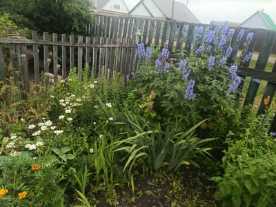 A rural, weathered wooden fence with vertical planks and a horizontal support beam runs across the frame. Behind the fence, a row of simple, white-sided houses with dark roofs are visible under a cloudy sky. In the foreground, a lush garden overflows with various plants and flowers. Prominent are tall spikes of vibrant purple delphinium, interspersed with clusters of white daisies and bright orange marigolds. Long, green iris leaves rise from the center of the garden, and other green foliage fills the space. The overall scene depicts a charming, well-tended garden against a backdrop of a rural residential area.