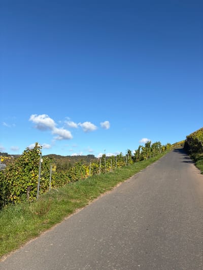 The image depicts a vineyard landscape in Reil, Germany, viewed from ground level. A dark grey asphalt road, approximately 3.5 meters wide, ascends diagonally from the lower-center of the frame towards the upper-right, showing wear and light gravel on its surface. Flanking both sides of the road are strips of green grass, transitioning into rows of grapevines.
The grapevines, exhibiting both green and yellowing foliage, are supported by metal posts and wires, forming trellises. These vineyards extend upwards along the slope on both the left and right sides of the road, receding into the midground. In the far left background, a bright yellow structure or machinery is partially visible amongst the vineyard rows.
Beyond the vineyards, the terrain rises to form rolling hills densely covered with deciduous trees, displaying early autumn colors of green, yellow, and some brown. The sky, occupying approximately the top half of the image, is clear and bright blue. Several small, detached white cumulus clouds are scattered horizontally across the lower portion of the sky, above the distant hills. The scene is illuminated by direct sunlight, casting shadows from the trellises and vines onto the road surface on the right side. No people, animals, or vehicles are present.