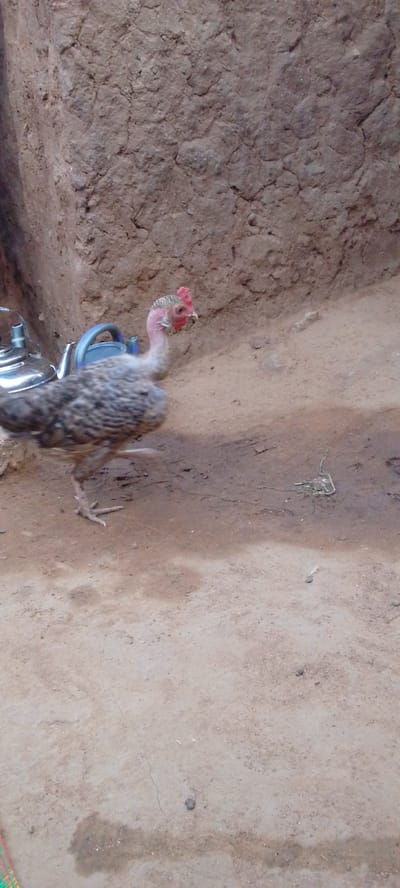 The image shows a turkey in an outdoor setting. The turkey is mostly grey and white with a red wattle and a bare, pink neck. Its head is turned to the right, and it appears to be walking on a dirt or sandy ground. In the background, there is a textured, earthen wall that appears to be made of mud or clay. To the left of the turkey, there are two metal objects that resemble teapots or kettles, one silver and one blue. The ground is dry and dusty, with some small debris scattered around. The lighting suggests it is daytime, possibly mid-morning or afternoon, with no indication of specific weather conditions. The overall scene appears to be a rural or informal domestic setting, consistent with the provided location context of Yayu, Nigeria. There is no visible text in the image.