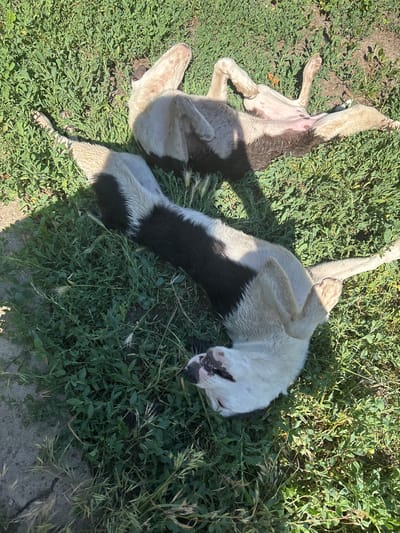 Two dogs are lying on their backs on a patch of grass. The dog on the left is mostly white with brown markings and has its legs in the air. The dog on the right is black and white with its legs in the air. Both dogs appear to be relaxed and enjoying the sun. The sun is shining, indicating it is daytime. The grass is green and appears to be a natural setting. The image is taken from an overhead perspective.