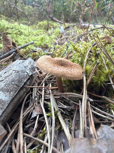 A single, small brown mushroom with a textured cap grows in a forest floor setting. The mushroom is surrounded by dry pine needles, green moss, and a piece of weathered grey wood. The background is blurred, showing more of the forest vegetation. The location is Podkājas, Latvia.
