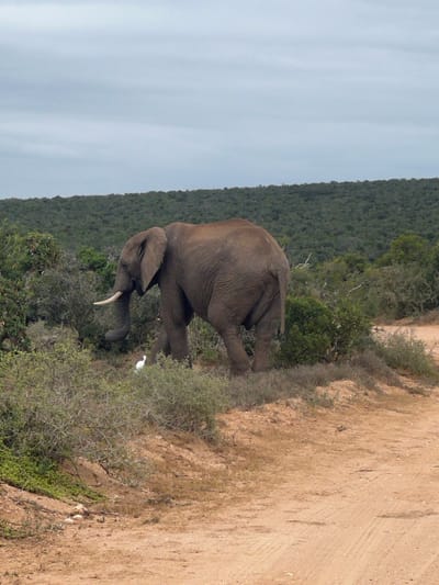 An adult African elephant is observed in profile, walking left-to-right along a raised natural embankment beside a dirt road. The elephant has visible tusks and its trunk is lowered towards the vegetation. A small white bird, likely an egret, stands on the ground directly below the elephant's trunk, amidst sparse green and brown scrub. The environment consists of dense green bushland extending into the background, beneath a grey, overcast sky. The foreground features a light brown dirt road with visible tire tracks, rising slightly to the right. This scene is located within the Sundays River Valley Local Municipality, South Africa, consistent with a wildlife reserve setting. No people are present.