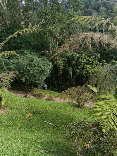 This image depicts a lush, verdant natural environment in Tapaiteng Uesa, Bhutan, characterized by dense vegetation and a descending terrain. The foreground features a manicured patch of bright green grass, with a pale green palm frond and a greyish-white stick or branch lying on it. To the lower right, a dark green shrub with small, reddish-purple flowers is visible. A winding, unpaved dirt path, light brown in color, traverses the midground, sloping downwards and disappearing into thicker foliage. The midground and background are dominated by an abundance of trees and large ferns. Several prominent tree ferns with long, intricate fronds, varying in color from fresh green to brownish-green, are visible. The background consists of a dense forest canopy, displaying numerous shades of green, indicating diverse tree species and thick undergrowth. No individuals, animals, or man-made structures other than the path are present. The scene is illuminated by natural daylight, suggesting an outdoor setting.