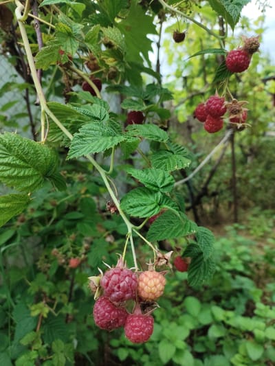 A close-up, eye-level, outdoor, vertical shot captures a cluster of ripe raspberries hanging from a branch of a raspberry bush. The raspberries are varying shades of red and a lighter pinkish-yellow, with some showing the characteristic textured surface of the fruit. Green leaves, some with serrated edges, are visible in the foreground and background, interspersed with more raspberry branches and a hint of a metal fence in the upper left quadrant. The overall setting suggests a garden or naturalized area, likely in Znamenskiy, Russia, given the context. There are no people present in the image.