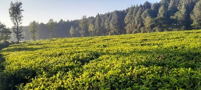 The image displays a vibrant, sunlit tea plantation stretching across a gently sloping hillside. Rows of neatly trimmed tea bushes, rich in various shades of green, dominate the foreground and mid-ground, appearing lush and healthy. A soft, golden light illuminates the foliage, suggesting either an early morning or late afternoon setting, casting subtle shadows and highlighting the texture of the bushes.
In the background, a dense forest of tall trees, appearing to be mostly coniferous with some deciduous elements, rises along the crest of the hill. A few taller, more isolated trees are visible on the left side of the frame, standing out against a slightly hazy sky. The sky itself is clear and bright, transitioning from a light blue at the horizon to a paler tone higher up. The overall scene conveys a sense of peaceful agriculture and natural beauty. This landscape is characteristic of tea-growing regions like Kapsabet, Kenya. There is no visible text in the image.