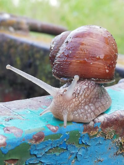 A snail with a brown, wet shell is positioned on a surface that appears to be weathered, painted metal. The snail's body is a light brown, textured color, with visible eye stalks extended upwards and outwards. The snail is in focus, while the background is blurred, showing green foliage and darker, indistinct shapes. The surface beneath the snail is painted in peeling layers of blue and green, with areas of rust showing through. The overall impression is of a close-up, outdoor shot of a common garden snail. The specific location within the Новапагосцкі сельскі Савет, Belarus is not discernible from the visual information provided in the image.