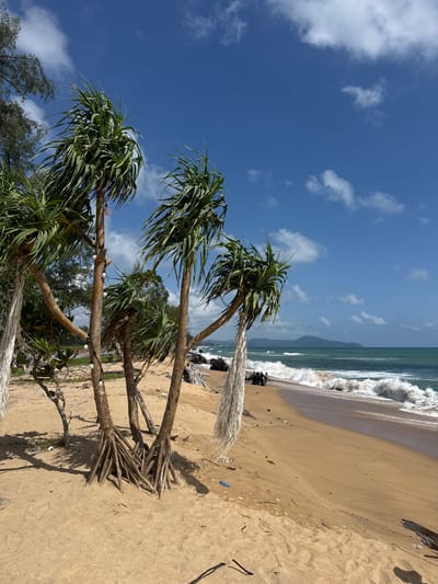 The image depicts a sandy beach with lush green foliage, including pandanus trees with exposed root systems and broad, spiky leaves. The trees are adorned with string lights, with several bulbs visible. The ocean is a vibrant turquoise, with breaking waves creating a foamy white surf along the shoreline. The sand is light brown and appears dry, with some scattered debris including driftwood, netting, and small pieces of plastic. In the background, a distant hazy landmass is visible on the horizon under a bright blue sky dotted with white clouds. The scene is set in a natural coastal environment.
