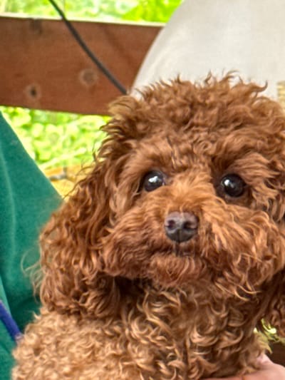 The image is a close-up of a brown poodle. The dog is looking directly at the camera with its mouth slightly open and its tongue not visible. The dog has black eyes and a black nose. The dog's fur is curly and appears to be groomed. The dog is wearing a blue collar with a blue leash attached. The background of the image is blurred and appears to be an outdoor setting with greenery. The dog is held by an unseen person, with part of a green garment visible in the lower left corner of the image. There is no discernible information to suggest this image is located in Bersenevka, Russia.
