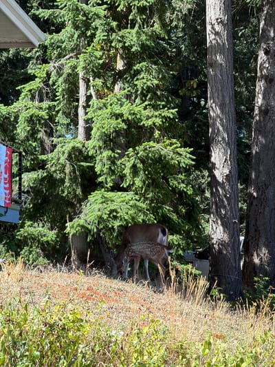 In the city of Southern Gulf Islands Electoral Area, Canada, a mother deer and her fawn are foraging in a grassy area with scattered trees. The mother deer is brown with a white tail, and her fawn is spotted. They are surrounded by lush green trees and dry grass. In the background, a white car is partially visible. To the left, a portion of a building with a white awning and a red and white sign is visible. The sun is shining, casting shadows on the ground.