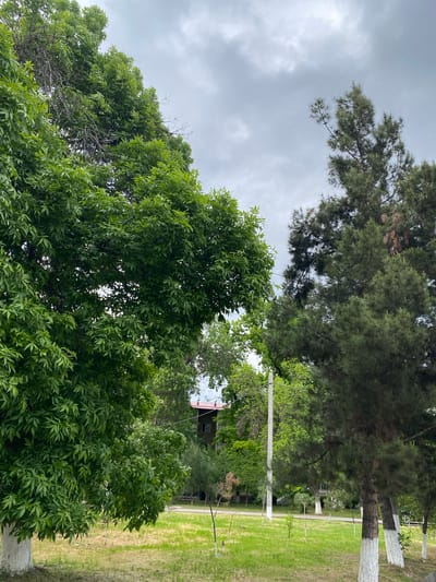 The image, taken in Urtaaul, Uzbekistan, presents an outdoor scene dominated by diverse trees under a cloudy sky. The photograph is oriented vertically, looking upwards and across a green landscape.
The sky is overcast, filled with thick, grey clouds, suggesting a cloudy day. Several large trees are prominent, including a coniferous tree, likely a pine, with its long needles and cones visible extending from the upper right. Below this, a dense canopy of bright green deciduous trees fills a significant portion of the frame, showcasing various shades of green foliage. Some bare, dead branches are discernible amidst the vibrant leaves.
In the middle and lower sections of the image, a grassy area is visible, alongside what appears to be a dirt path or road. Several tree trunks are present, with a notable detail being that their lower sections are painted white, a common practice in some regions. A utility pole, possibly carrying wires, runs vertically through the scene, partially obscured by the tree foliage. In the distance, a building with a reddish roof can be faintly seen peeking through the trees. No people or specific activities are depicted, and no text is visible.