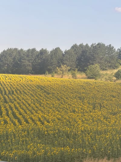 An expansive field of sunflowers stretches across the foreground of the image, their yellow petals forming a dense, undulating carpet. The sunflowers are planted in neat rows that recede into the distance, creating a sense of depth and vastness. Behind the sunflower field, a line of dark green coniferous trees forms a natural barrier, their dense foliage contrasting with the bright yellow blooms. The trees appear to be on a gentle slope. The sky above is a pale, clear blue, with a faint haze suggesting it might be late afternoon or early morning. In the distance, hints of lighter green foliage and brown earth suggest a varied landscape beyond the immediate scene. The overall impression is one of a rural, agricultural setting, possibly in the vicinity of Chokoba, Bulgaria, given the typical landscape and crops found in such regions. No people or animals are visible in the image.