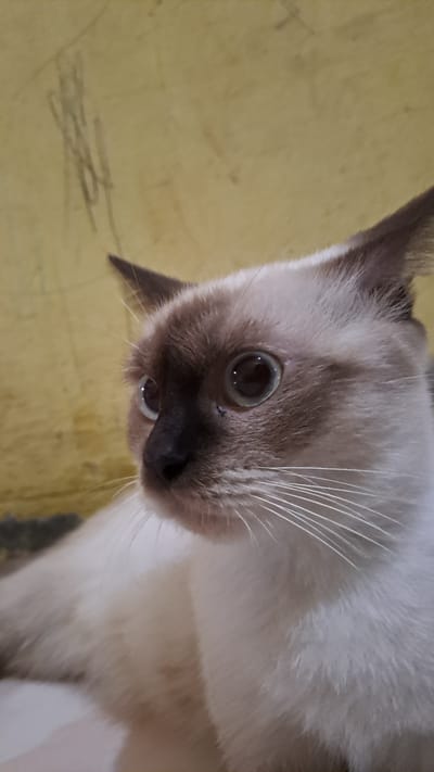 A close-up, eye-level shot focuses on the face of a siamese cat with light brown and white fur, looking off to the left. The cat's dark brown ears are slightly alert, and its large, round eyes are wide open with dark pupils. Its nose is dark, and long white whiskers fan out from its snout. The background consists of a mottled yellow wall with faint, abstract markings. This image was captured at an indoor location in Lhokseumawe, Indonesia.
