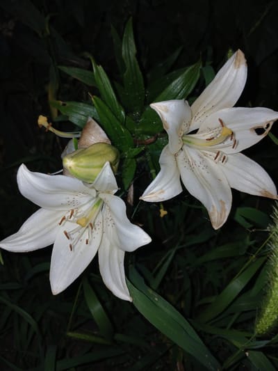 Two white lilies are in bloom against a dark, leafy background. The lilies have speckled petals and yellow stamens. One lily is in the foreground, its petals spread wide, while the other is partially obscured by leaves and a developing bud. The overall scene is dimly lit, suggesting it was taken at night or in deep shade. The image does not provide any information about the city of Dinskaya, Russia.
