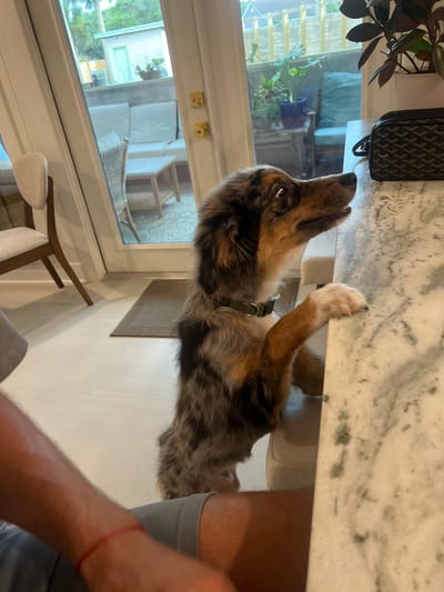 A medium-sized, tri-colored Australian Shepherd is standing on its hind legs, with its front paws resting on a light-colored marble countertop in a kitchen. The dog is looking up and to the right, with its mouth slightly open. It is wearing a green collar. In the foreground, a person's arm and leg are visible, suggesting they are sitting or standing to the left of the dog. The kitchen has white tiled flooring and a glass door in the background that opens to an outdoor patio area with outdoor furniture. A black designer toiletry bag is placed on the countertop to the right of the dog. The overall lighting suggests it is daytime. The image was taken in Jacksonville Beach, United States of America.