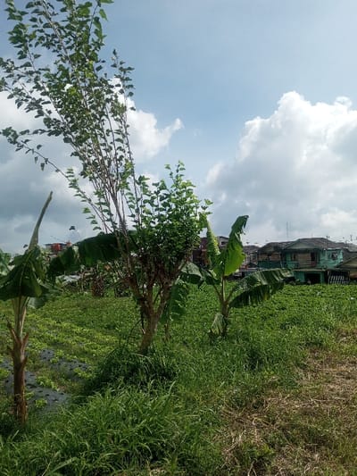 The scene depicts an agricultural plot bordering a residential area in Đăk Pxi, Vietnam, under a partly cloudy sky. The foreground comprises dry, light-brown grass on the right transitioning to dense green weeds and cultivated beds with black plastic sheeting containing small green leafy plants on the left. In the midground, a tall, slender tree with sparse green leaves is centrally positioned, flanked by two banana plants with large green leaves. Another bush-like tree with denser foliage is situated to the right of the central tree. The ground between these plants is covered with a uniform field of low-lying green crops. The background reveals a cluster of residential buildings of varying architectural styles and colors, with some appearing two-storied. A faint vertical structure, possibly a communication mast or water tower, is visible above the houses on the far right. No individuals or specific actions are present within the frame.
