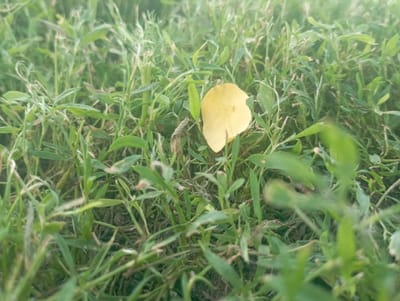 The image depicts a close-up view of a patch of grass with a single yellow leaf in the center. The leaf is oval-shaped and appears to be detached from a plant. The surrounding grass is predominantly green, with some dry or brown blades interspersed. The ground beneath the grass is not clearly visible, but appears to be soil. The lighting suggests it is daytime, possibly overcast due to the soft illumination. There are no people, animals, or man-made structures visible in the frame. The scene is an outdoor environment, likely a natural or semi-natural area. There is no information in the image that can identify its specific location within Inhulo-Kamianka, Ukraine.