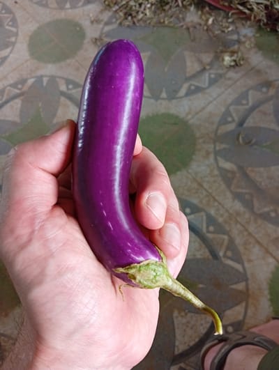 A hand holds a vibrant purple eggplant against a patterned floor, possibly in a residential or agricultural setting in or near Phú Hòa, Vietnam. The eggplant is oblong and curved, with a green stem. The hand is pale and moderately sized. The floor is tiled with a geometric pattern in muted browns, greens, and grays. Debris like dried leaves are scattered in the background. Part of a sandal is visible in the lower right corner.