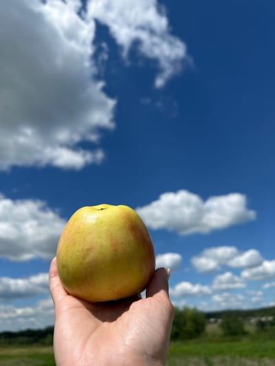 An apple is held in a person's hand against a backdrop of a bright blue sky with white, fluffy clouds. The apple is round and appears to be yellow with some reddish blushes. The background shows a blurry green field with some trees and a hint of rolling hills or structures in the distance. The image was captured on a sunny day in Vyshevychi, Ukraine.