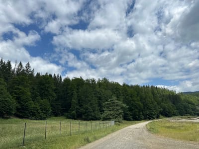 A gravel road curves through a grassy field on the right side of the image, bordered by a fence and a dense forest on the left. The forest is thick with green trees, with some taller evergreens interspersed among deciduous trees. The sky above is a mix of bright blue and white, fluffy clouds. The scene appears to be in a rural or natural area, possibly near Mitocu Bălan, Romania, given the context. There are no people or animals visible in the image.